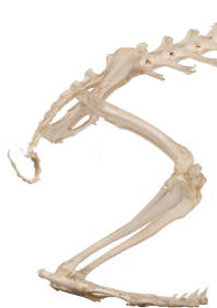 Appendicular Skeleton Revealing Paws